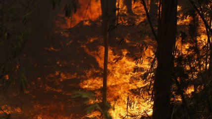  De hoy al domingo hay condiciones propicias para incendios forestales en la zona central 