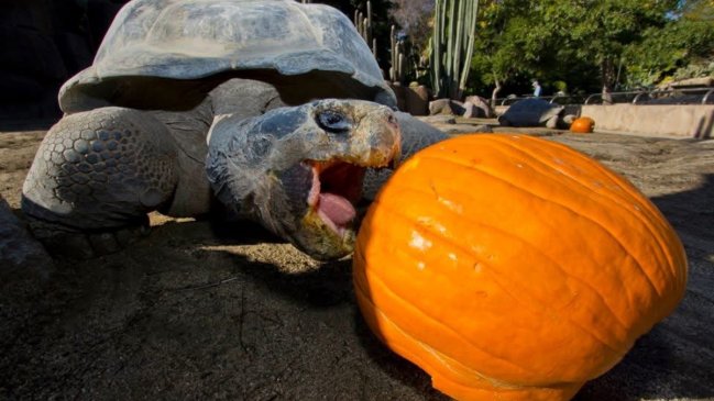 La tortuga "reina del zoológico" de San Diego murió a los 141 años