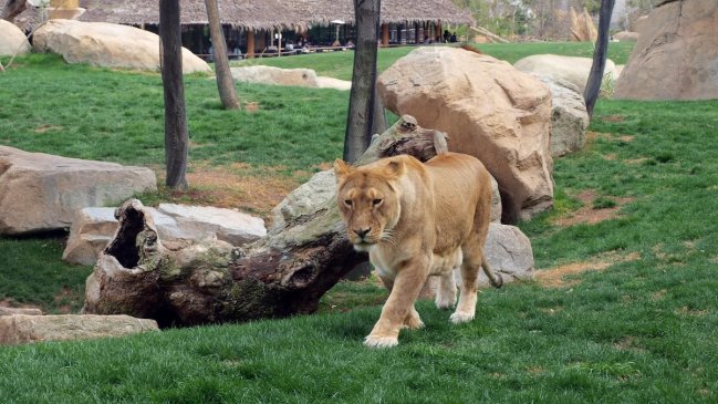 Brasil: Hombre muere tras invadir el recinto de una leona en zoológico