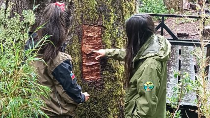  Conaf denunció daños a Coihue Abuelo, árbol de 600 años  