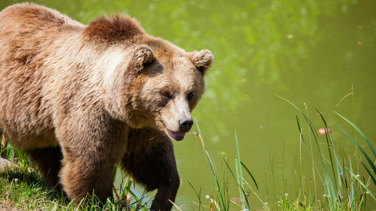 「栄養の再配線」: クマがどのように食事を適応させ、生態系を変えるか