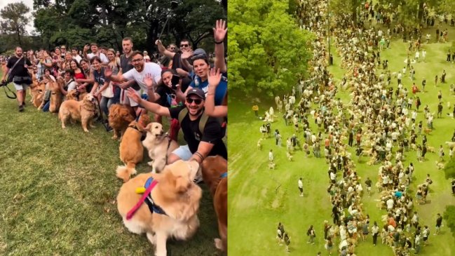 Encuentro masivo de Golden Retrievers batió récord mundial con más de 2.300 perros en Argentina