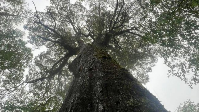 Crimen ambiental: Conaf denunció mutilación del 
