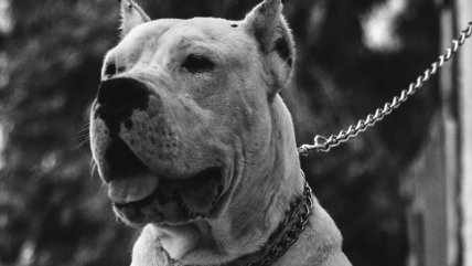 Brutal ataque de perros contra una niña derivó en batalla legal entre su madre y su abuelo