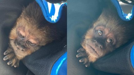  Una mona se escapó del zoológico de Concepción, pero no llegó lejos  