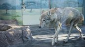 Tokio: Lobo escapó de un zoológico y obligó a los visitantes a refugiarse