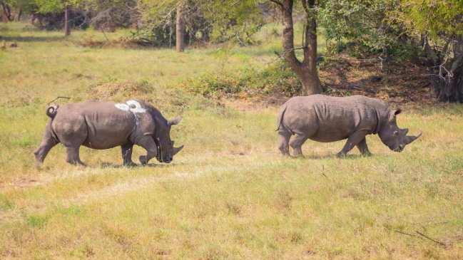 Cuatro rinocerontes son reintroducidos en Uganda tras décadas de extinción