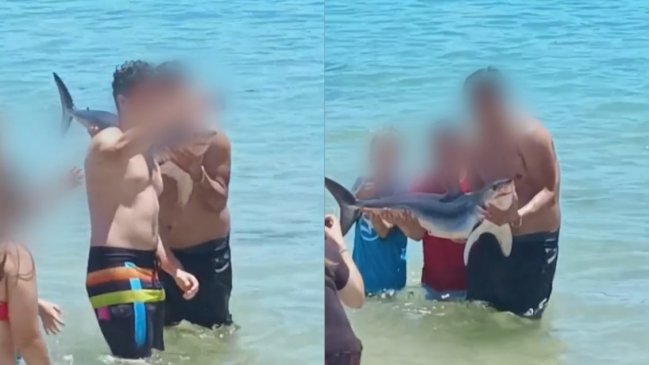Polémica por bañistas que se fotografiaron y pasearon con tiburón en El Quisco