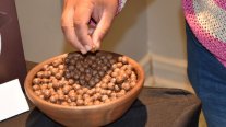 Proyecto chileno desarrolla cereal de amaranto como solución nutricional y climática
