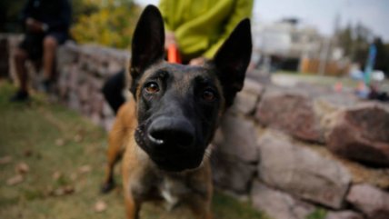   Mujer fue detenida por maltrato animal en Antofagasta: Tenía 15 perros en su domicilio 