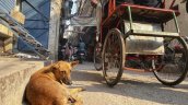 Venganza por mordeduras deja hasta medio millar de perros envenenados en India