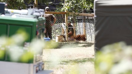 Continúa búsqueda del cuerpo de Julia Chuñil en los bosques de Máfil