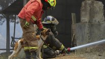 Plataroma reúne a mascotas con sus familias tras los incendios forestales