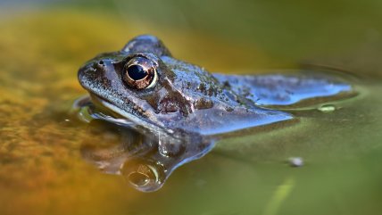  Rescatan a 26 ranas gigantes del lago Titicaca ofrecidas como 
