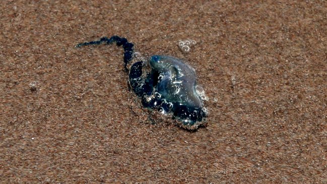 Región de Valparaíso suma 37 afectados por fragata portuguesa