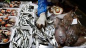 FAO advierte que uno de cada cinco pescados que se consumen en el mundo está mal etiquetado