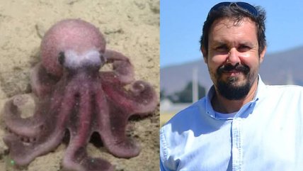 Nueva especie de pulpo es bautizada en reconocimiento a científico chileno