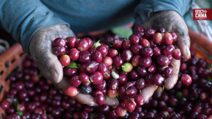   El aroma a café de las montañas de Atitlán en Guatemala conquista el mercado chino 