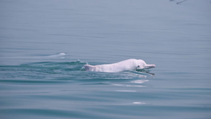 Pantallas y celulares en el mar: detectan químicos de dispositivos electrónicos en cerebros de delfines