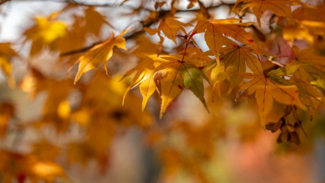 ¿Cuándo comienza el otoño 2026 en Chile y por qué ocurre el equinoccio?