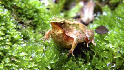   Gobierno reingresó plan para salvar a las ranitas de Darwin: Contraloría tomó razón 