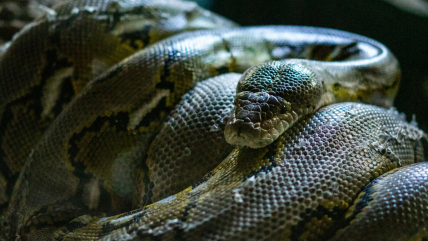   Hallazgo en pitones abre nuevas claves científicas contra la obesidad 
