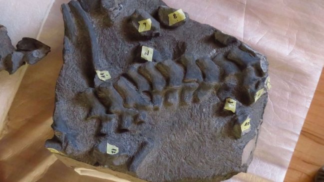 Hito científico en Chile: Descubren el primer plesiosaurio del Jurásico en el país