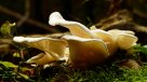 El reino Fungi como pilar esencial para la supervivencia humana