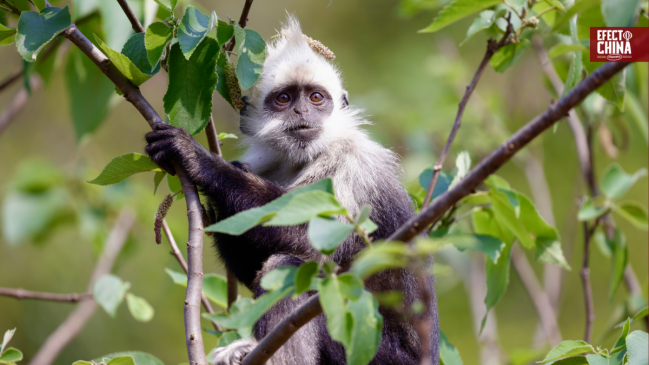 La IA, aliada de China para conservar a su endémico langur de cabeza blanca