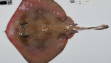 Descubren más de 110 especies marinas en aguas inexploradas de Australia