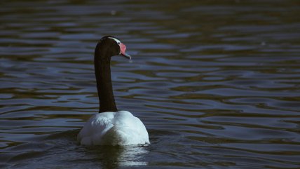 Detectan influenza aviar en cisne de cuello negro en humedal de Los Ríos