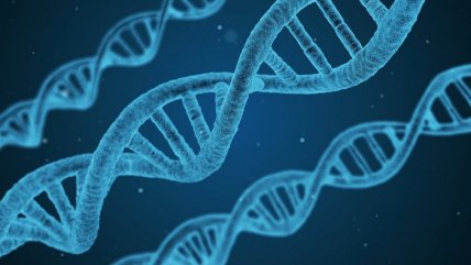  El ADN antiguo indicó que la selección natural se aceleró en la evolución humana reciente 