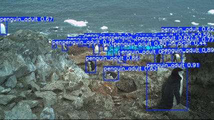   Proyecto chileno revoluciona el monitoreo de pingüinos con cámaras trampa e IA 