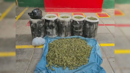 Fuerte olor destapó gran acopio de marihuana en una casa de Pudahuel