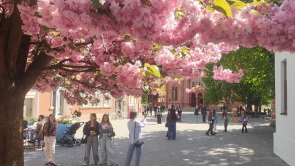 Belleza de miles de cerezos da un respiro sanador a ucranianos en medio de la guerra