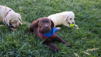 Aduanas mostró a sus futuros agentes: se entrenan en Los Andes