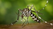 Salud activó plan de contingencia por hallazgo de mosquito transmisor del dengue en Tocopilla
