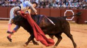 [VIDEO] Torero peruano sufrió grave cornada en Sevilla