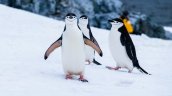 Día Mundial del Pingüino: por qué Chile tiene una responsabilidad clave en su conservación