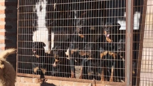 Octogenario sufrió brutal ataque de jauría de rottweilers en Valparaíso