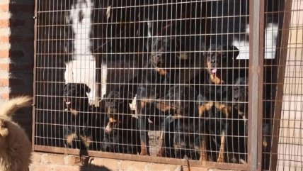   Octogenario sufrió brutal ataque de jauría de rottweilers en Valparaíso 