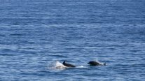 Junto al calor, delfines llegaron a la costa de Viña del Mar