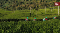 China impulsa la exportación de té con IA, drones y turismo cultural