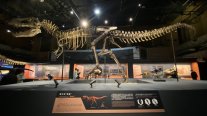 T-rex llega a Beijing: China exhibe por primera vez un esqueleto del 