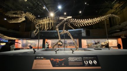  T-rex llega a Beijing: China exhibe por primera vez un esqueleto del 