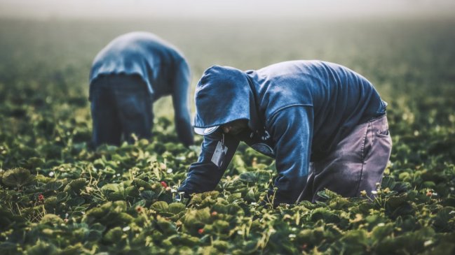 En Japón, quien delate a empleadores de migrantes irregulares será premiado con dinero