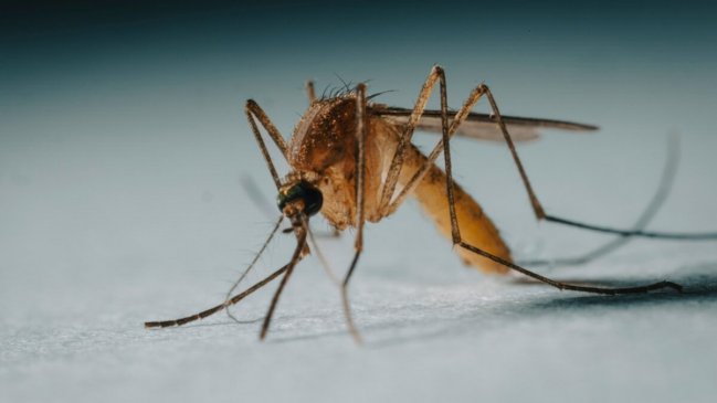 Brote de dengue en Rapa Nui suma 24 casos y Senapred mantiene alerta amarilla