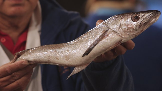 Puerto Montt pide a la Junaeb incluir merluza en alimentación escolar