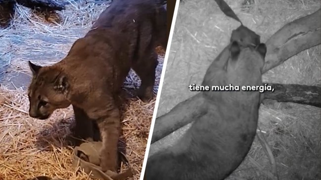 Cachorro de puma es tratado en el Zoo: no podrá volver a su hábitat