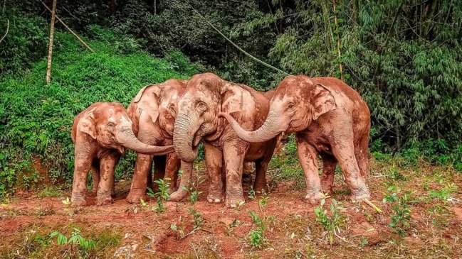 Turista murió al quedar atrapada en medio de pelea entre elefantes en la India